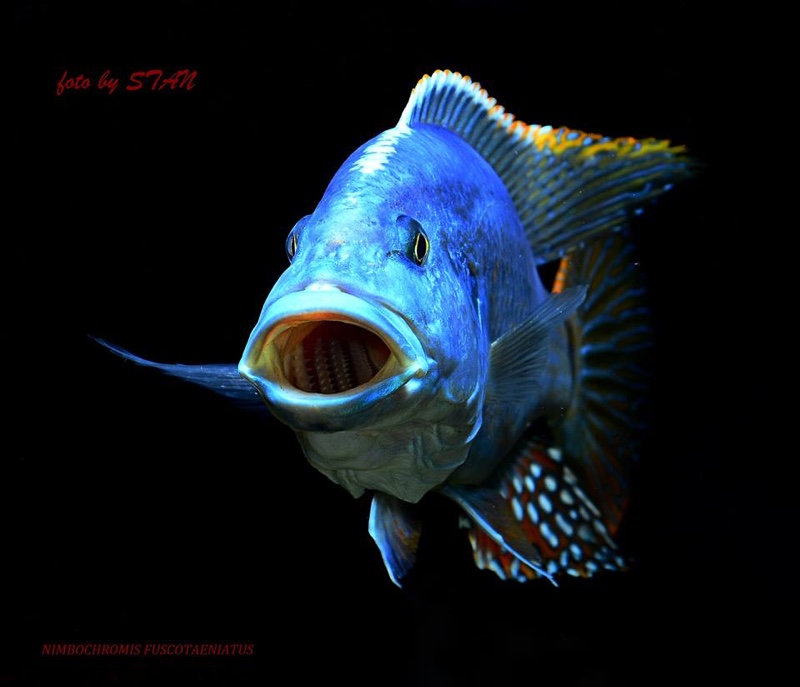 Nimbochromis fuscotaeniatus